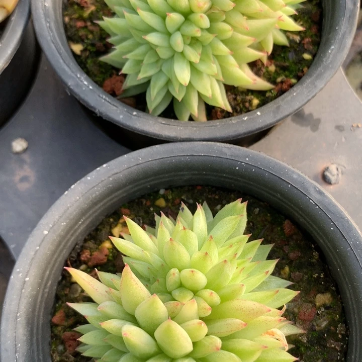 珍妮石化缀化脱土