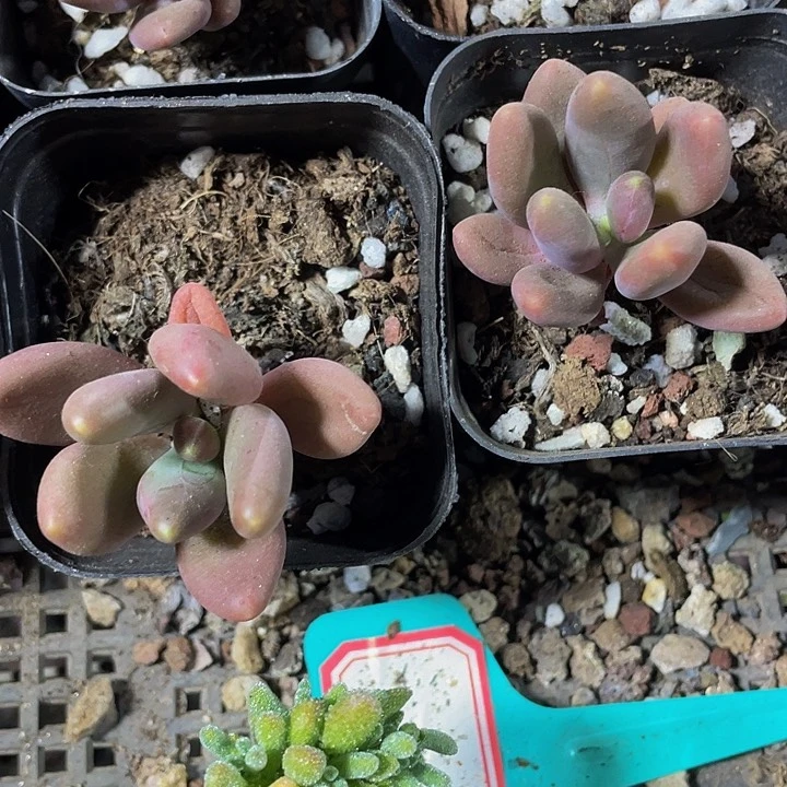 芒果奶2.8带盆土