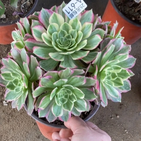 611水蜜桃满25包邮多肉