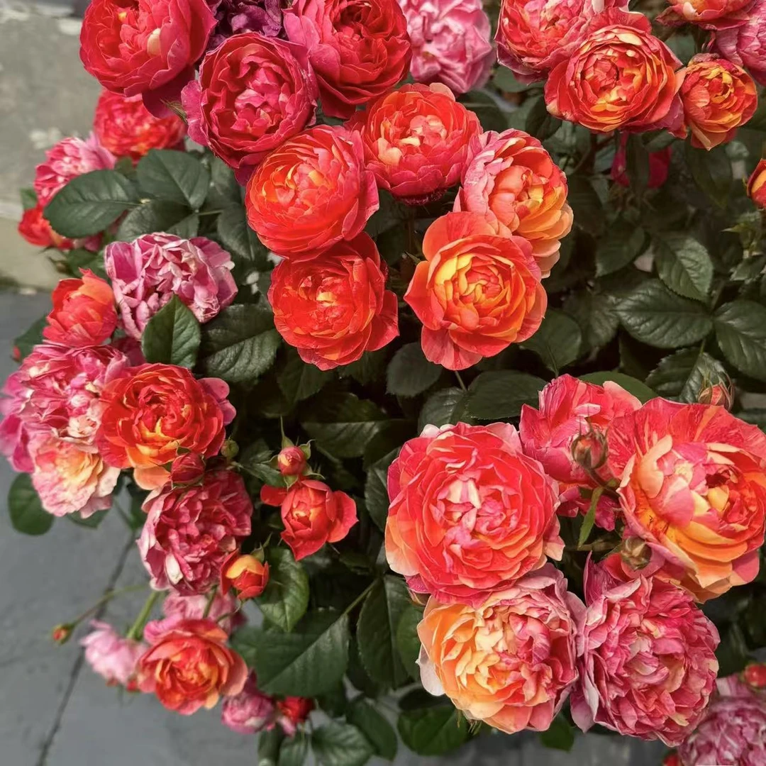 果汁特大号飞溅仙子月季花油画勤花玫瑰花月季阳台仙子棒棒糖庭院