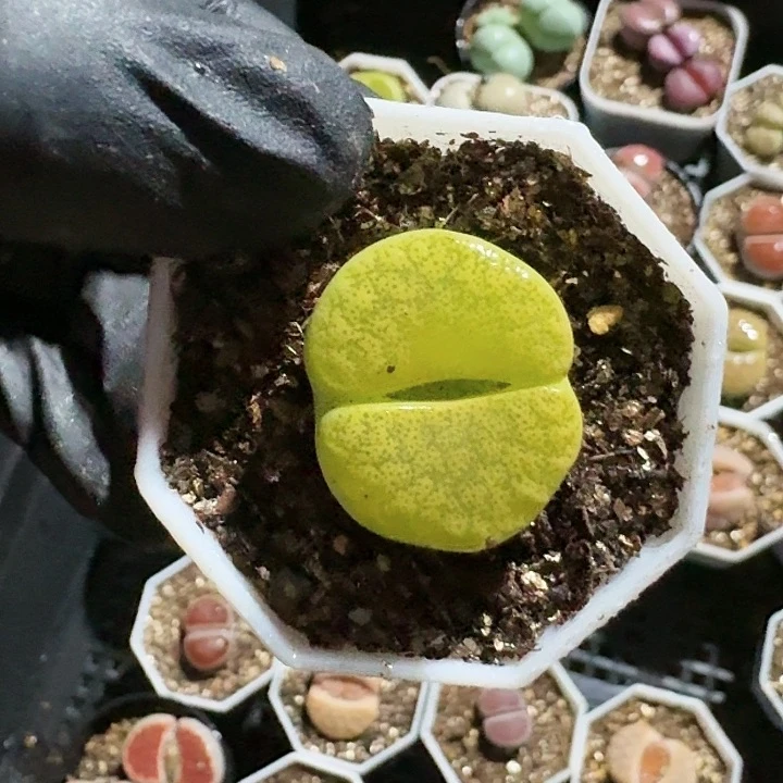 生石花1111。    616