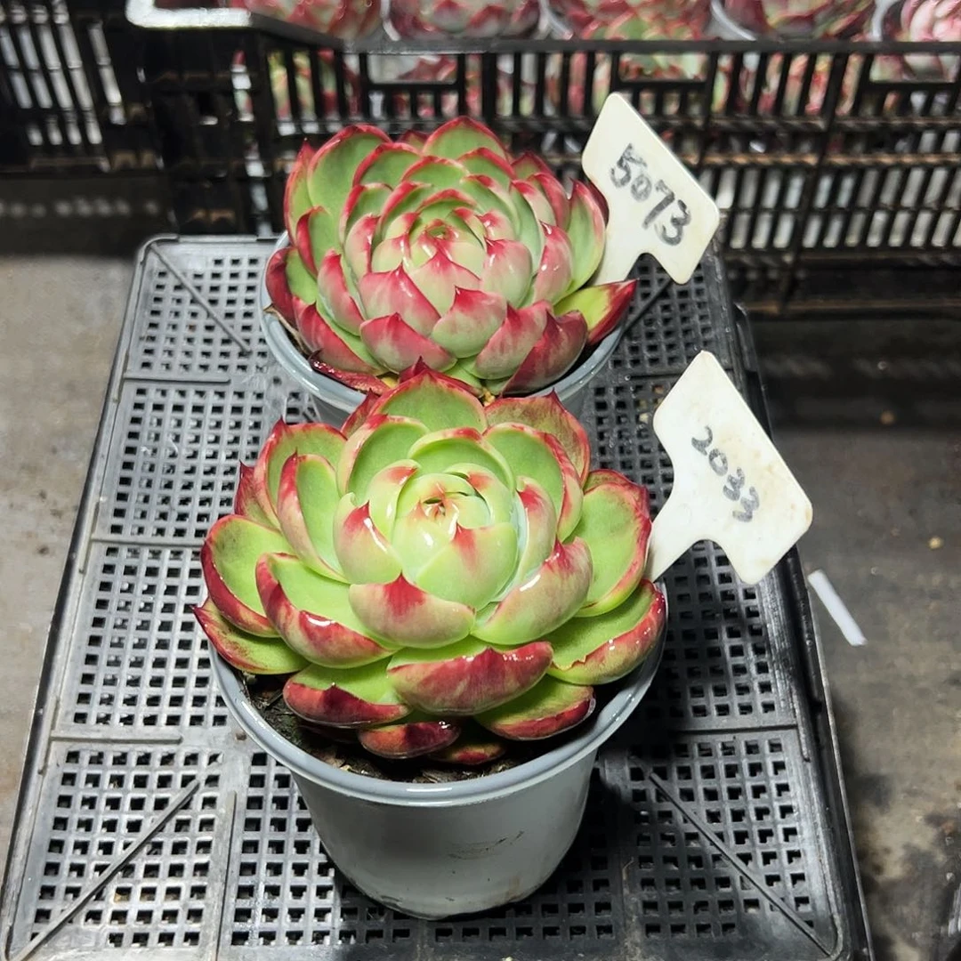 惊鸿仙子2033.5073号