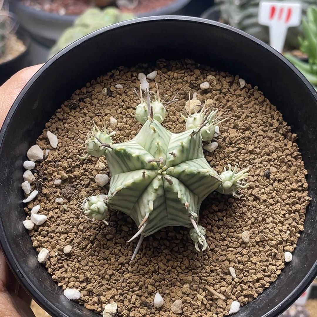 斑马锦大戟 群生送盆土