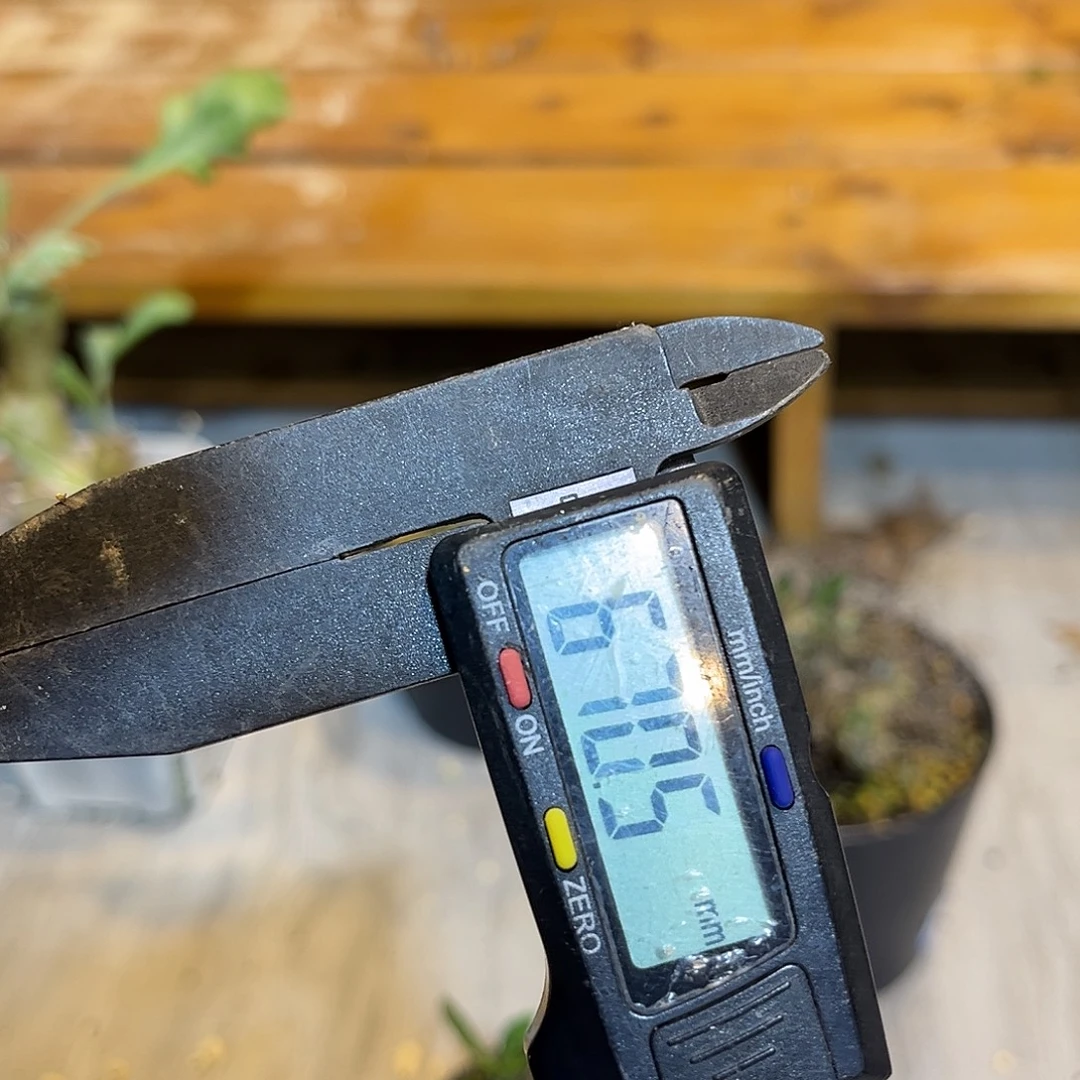 潮流植物 潮流植物