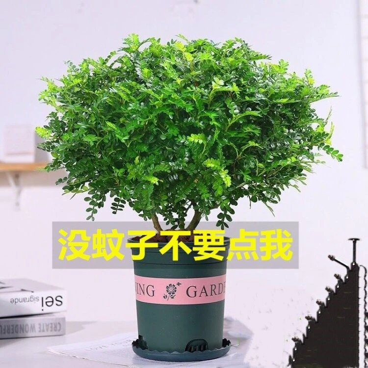 清香木胡椒驱蚊草盆栽千里眼植物室内花卉九里香盆景净化空气绿植