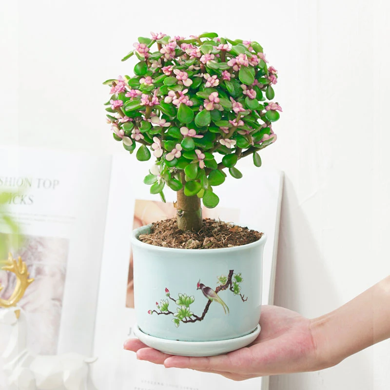 金枝玉叶多肉绿植盆栽室内花卉植物老桩棒棒糖造型盆景花基地直发