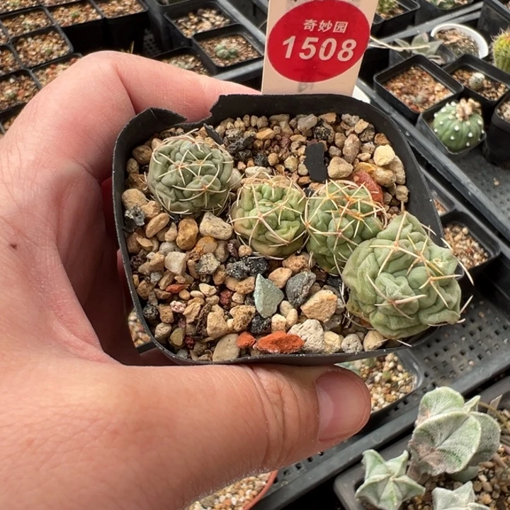 失水白肌天晃四颗66988