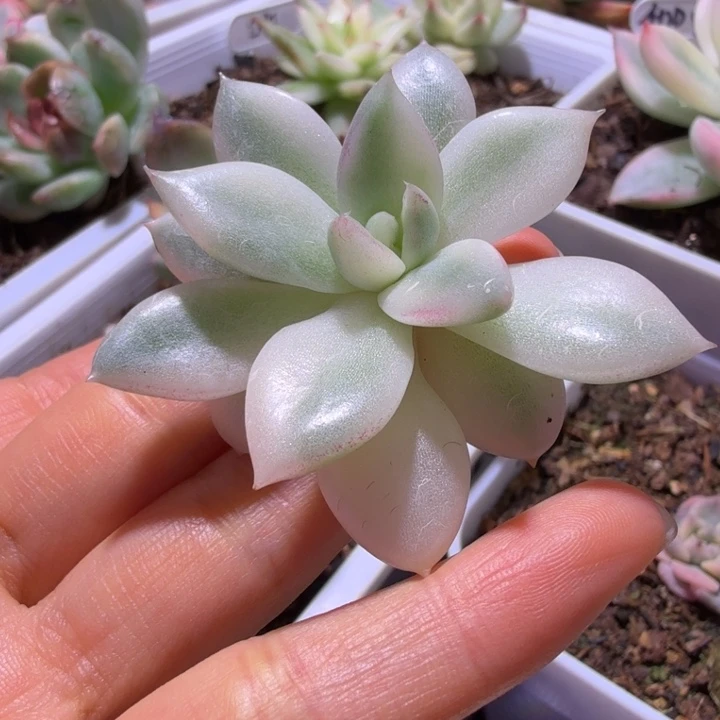 罗宾锦多肉植物一物一拍