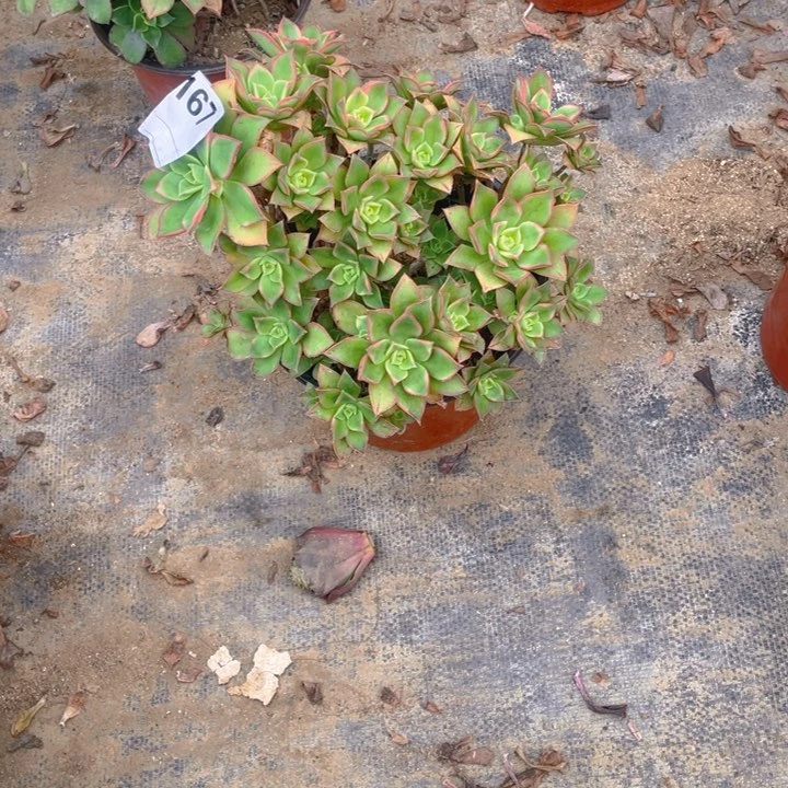 多肉燕日辉法师167