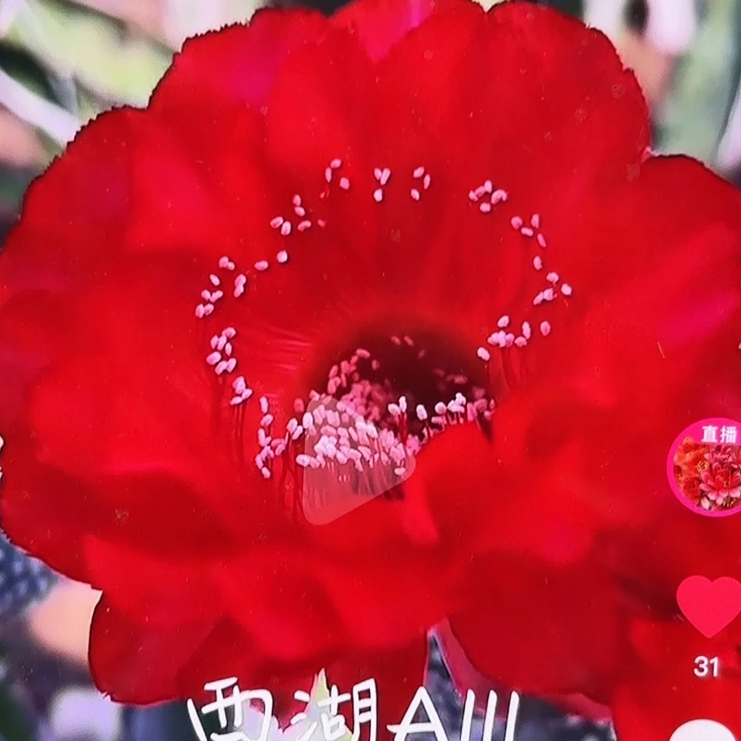 A111彩侧牙20包邮12