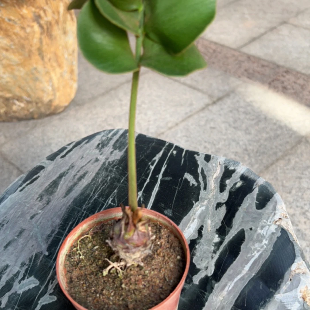 自家铁树幸运四叶草植物室内绿植基地