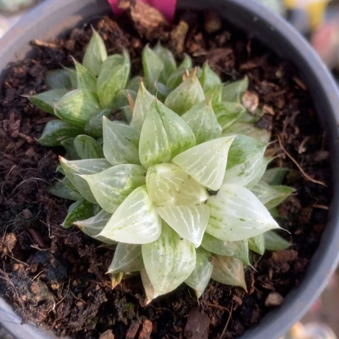 600玉露系锦锦锦锦