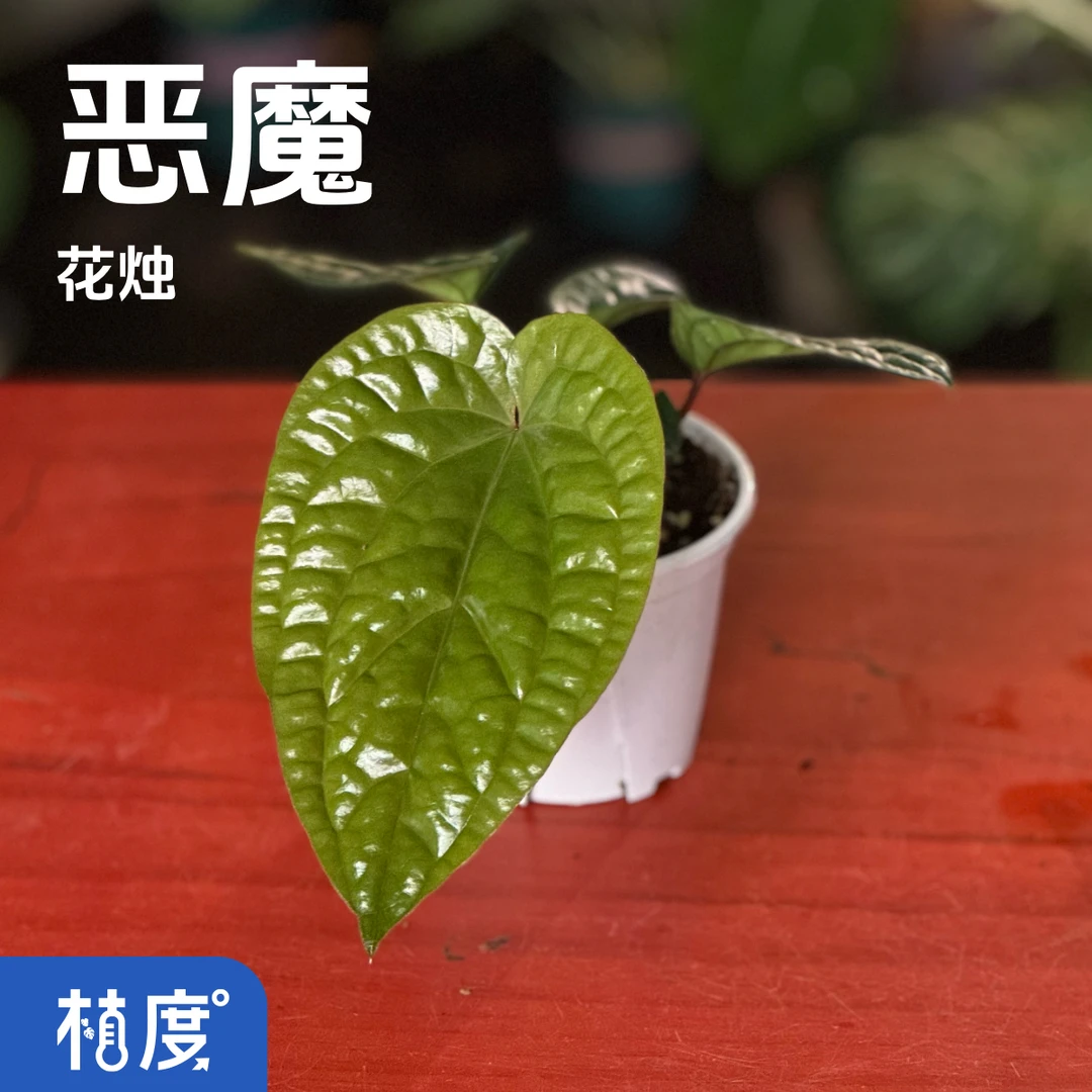 【植度|恶魔花烛】立体凹凸皱皮叶片!油亮蜡质光泽 独特肌理