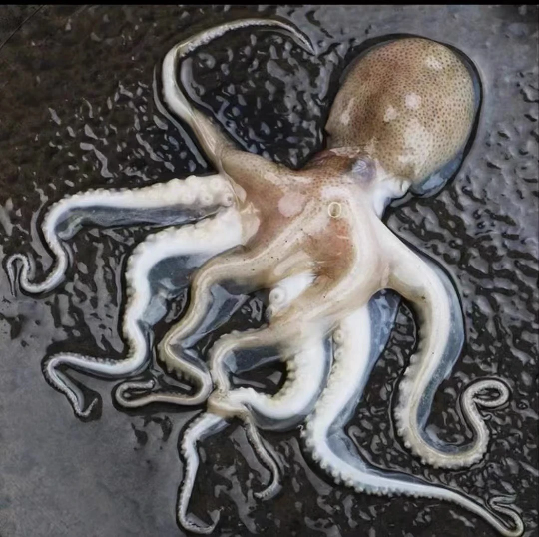 新鲜八爪鱼4斤（1斤4个左右）野生海捕