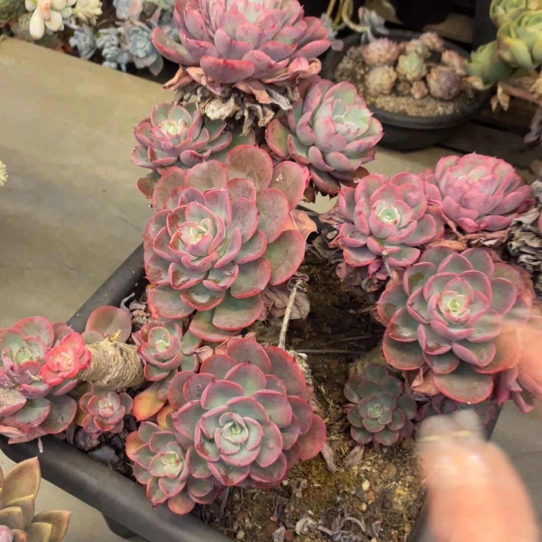 黑大帅多肉2.239雨滴有瑕疵