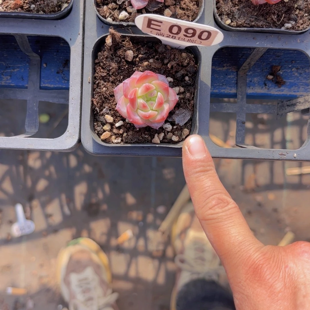 E090糖心杂交一物一拍