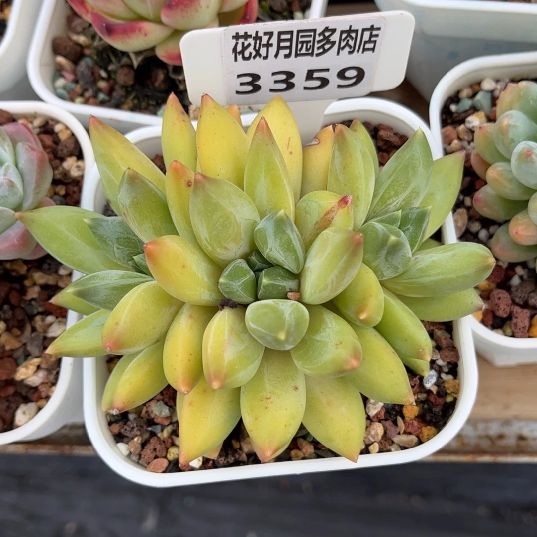 一***一多肉植物3359 一定要拍个冷链哦
