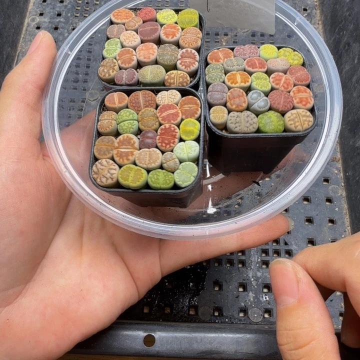 瘦***肉多肉植物的生长10