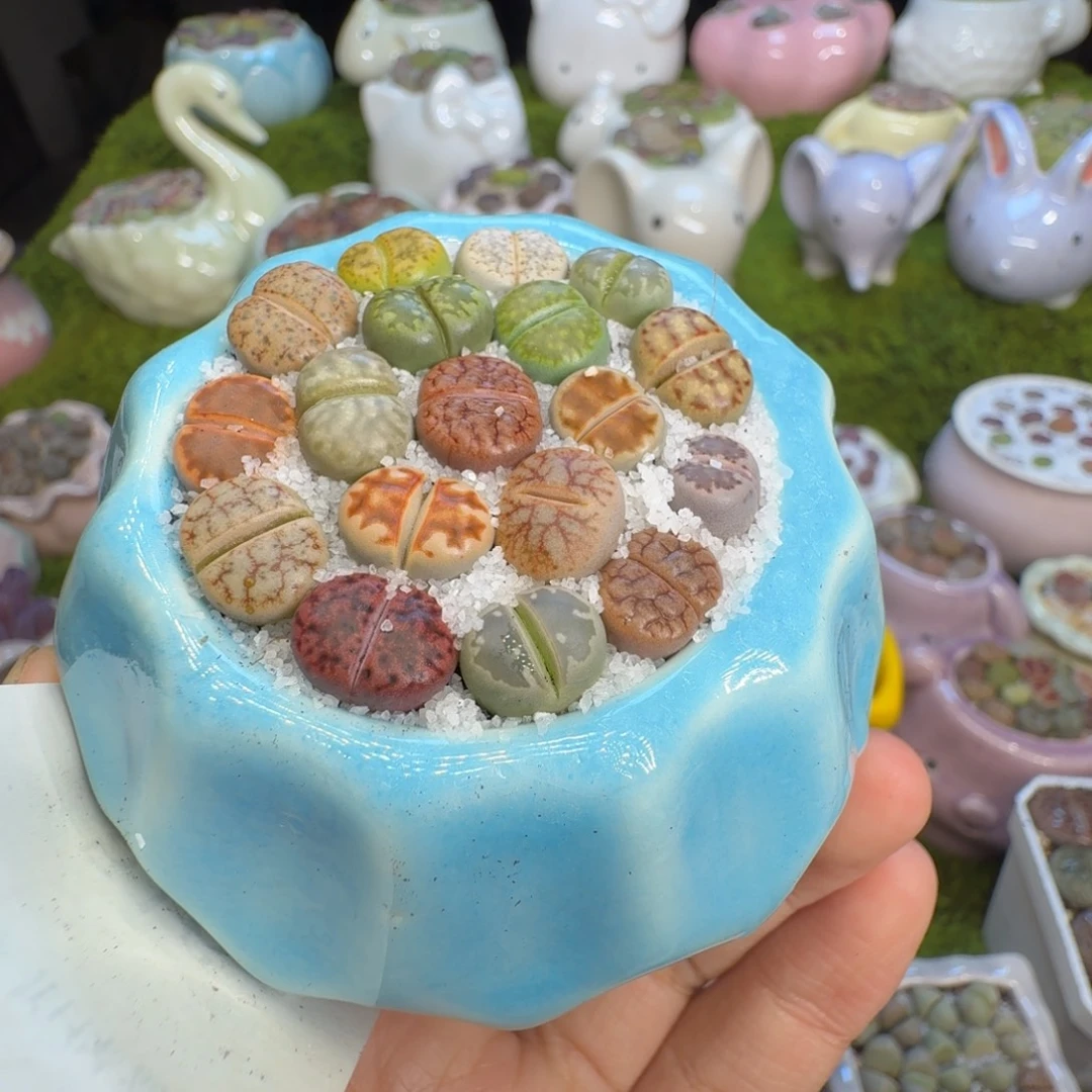 宸***多肉植物福利冲516