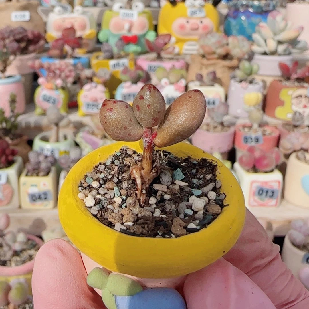 可爱小金鱼 盆口2cm