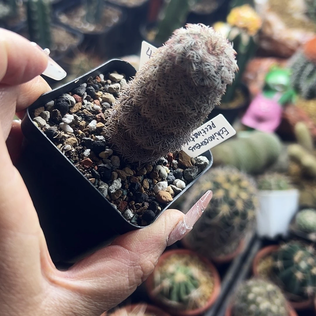 年**在虾仙人球111111111