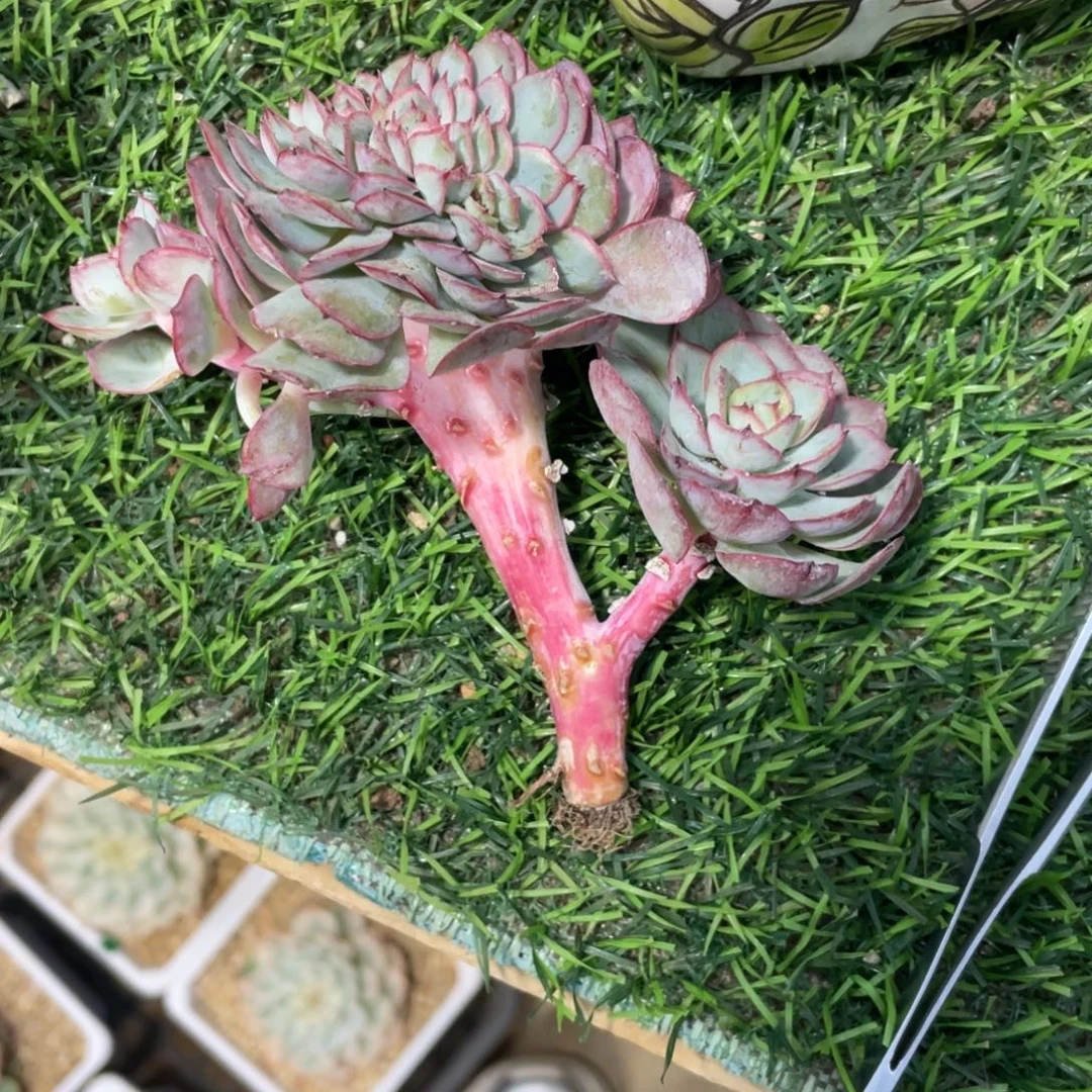 简***好牡丹亭缀冠幅12 公分一物一拍