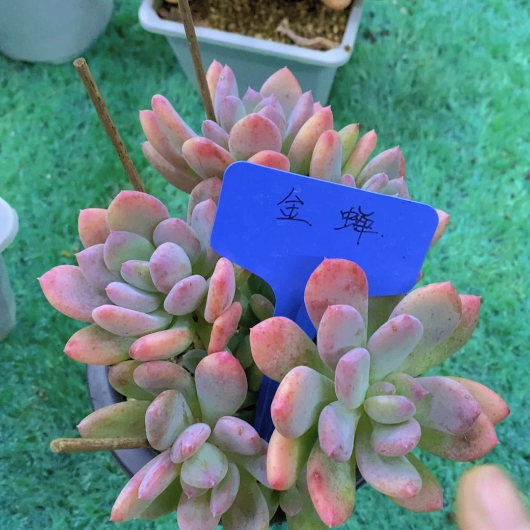 活动专场第一场，5送1