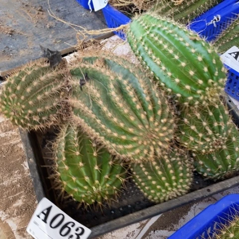 瑕疵毛花柱a 063