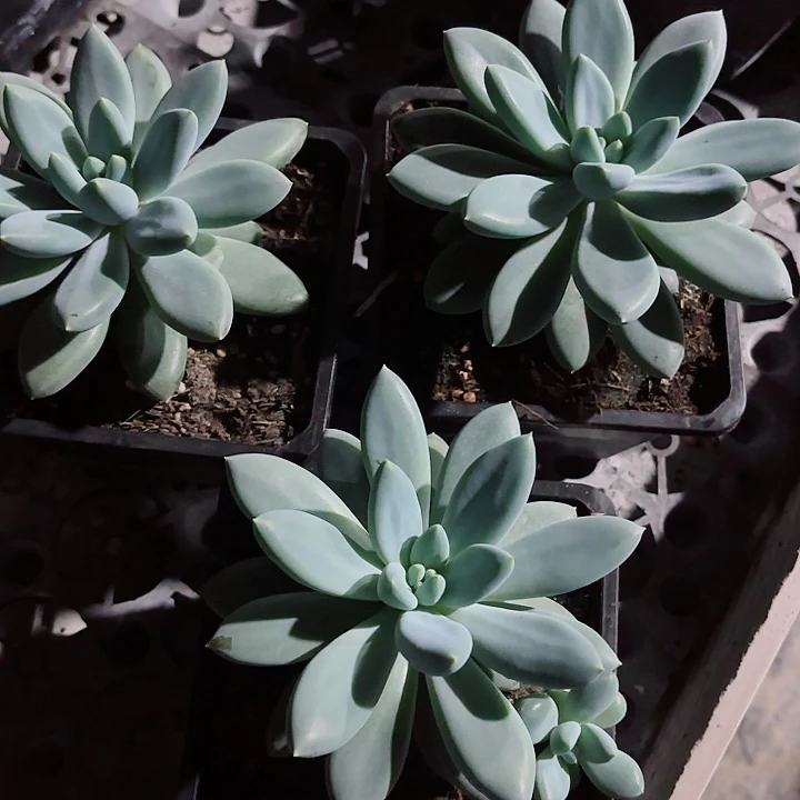 胖体哥特萝莉单头