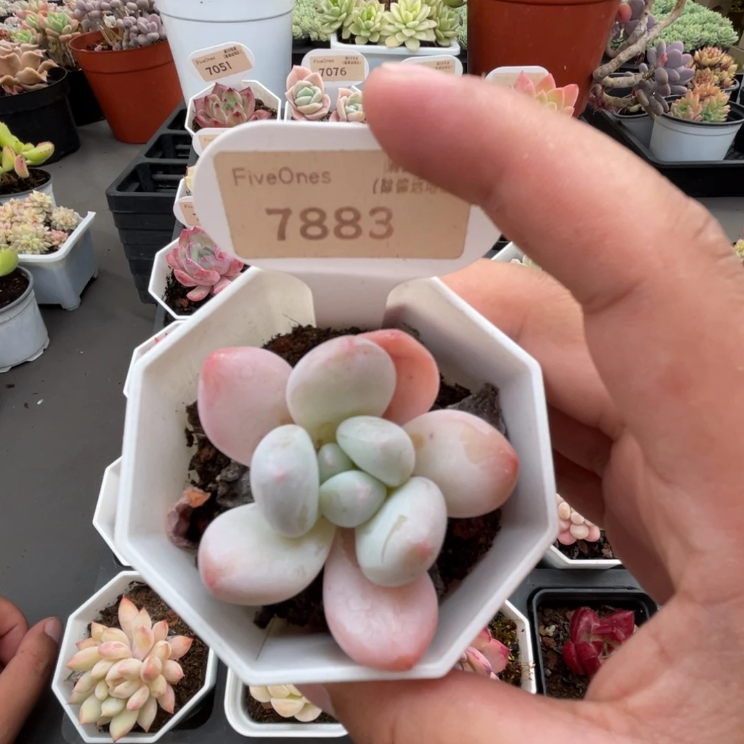 7883香水 4.5厘米