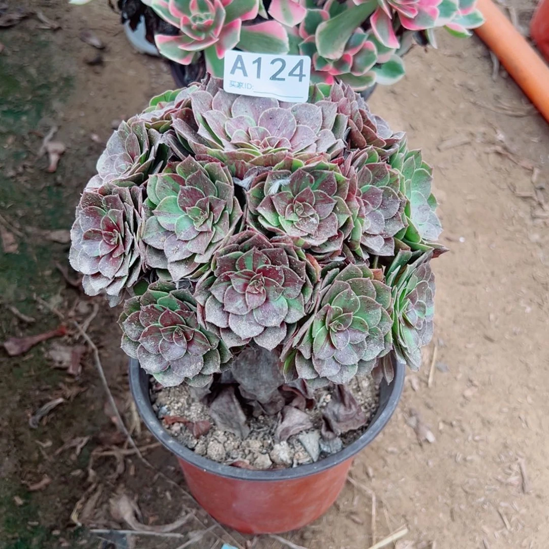 124花月夜多肉植物法师