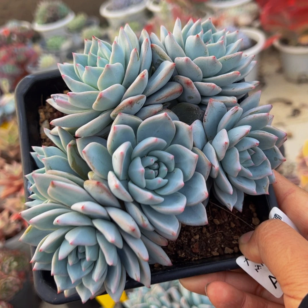 粉蓝鸟五头起群生多肉