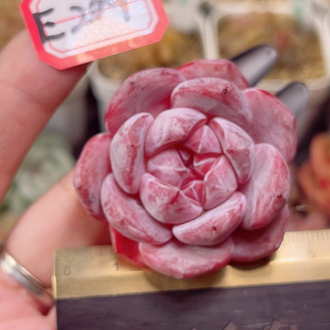 杜*?E209一物一拍 石榴籽