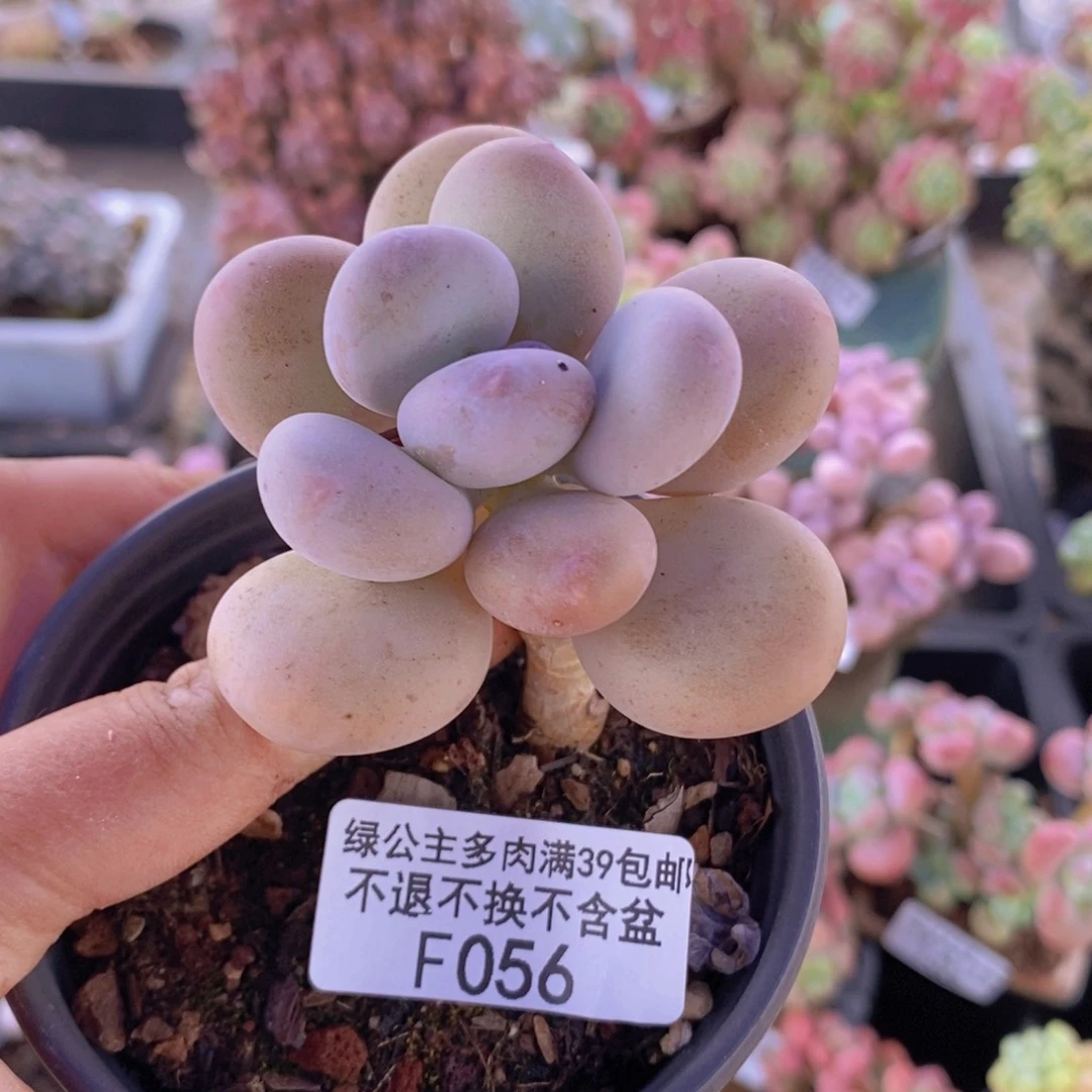 蛋黄奶单头056多肉植物