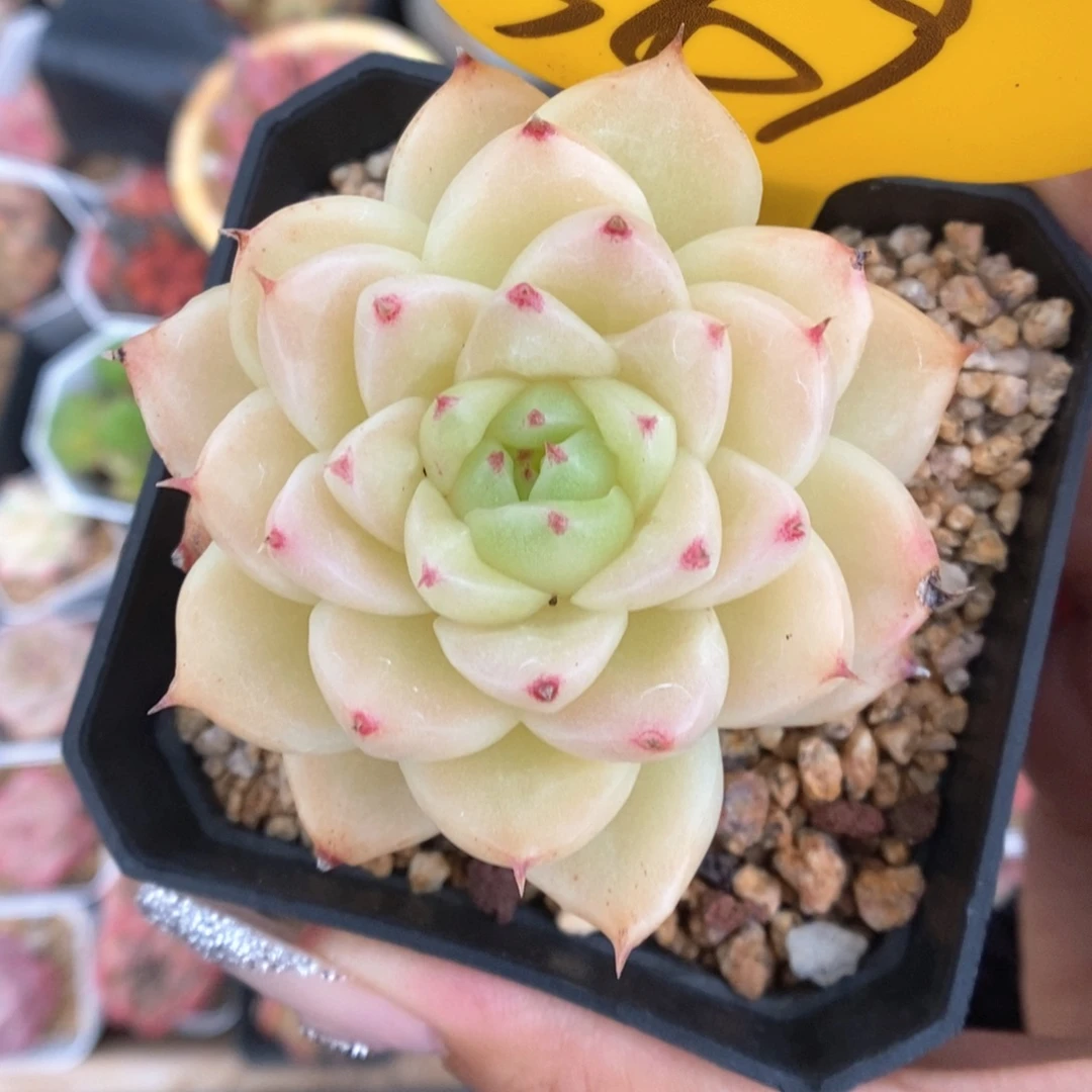 S***3油透麦秆349号。