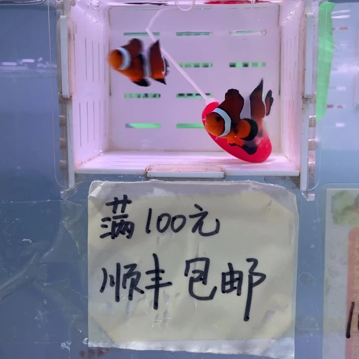 海水鱼精品黑边公子礼服一对3+配4+