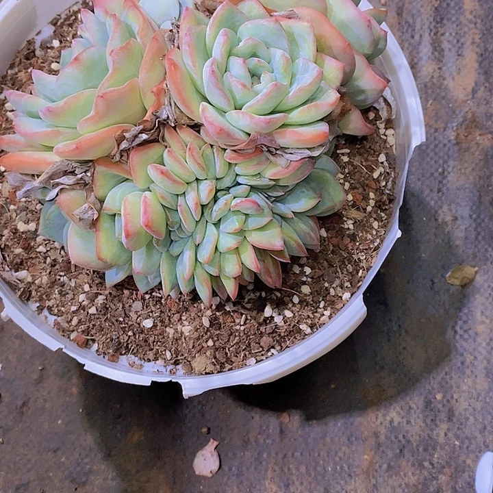 大***狮泡芙涰化多肉植物老桩