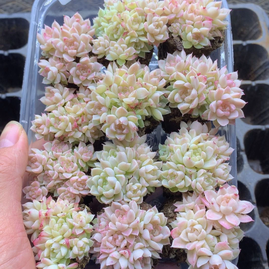 反反复复还是很开心的028