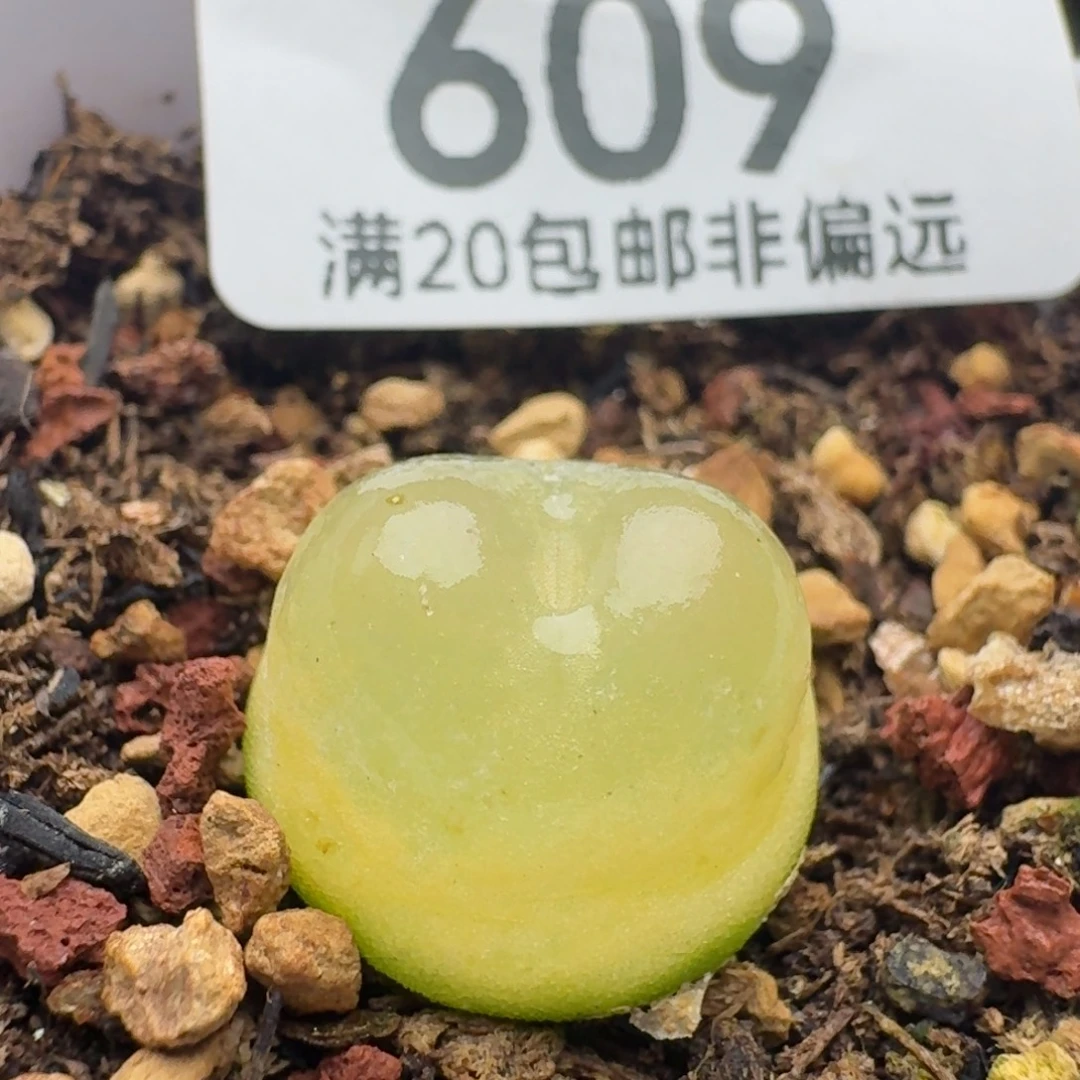 拉登1.5带盆土1200