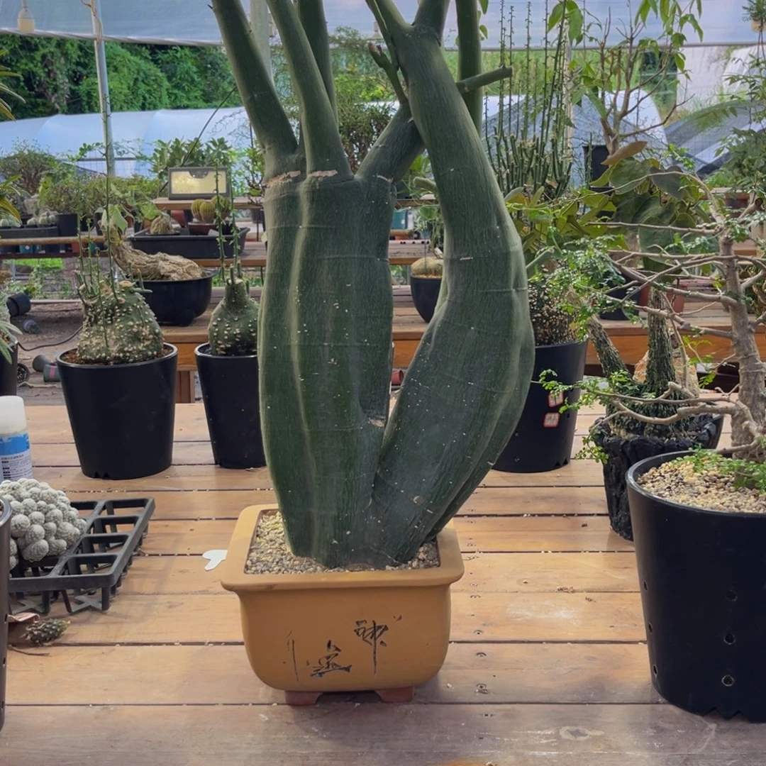 毒腺曼Zzzzzzzzzzzzzzxzzz