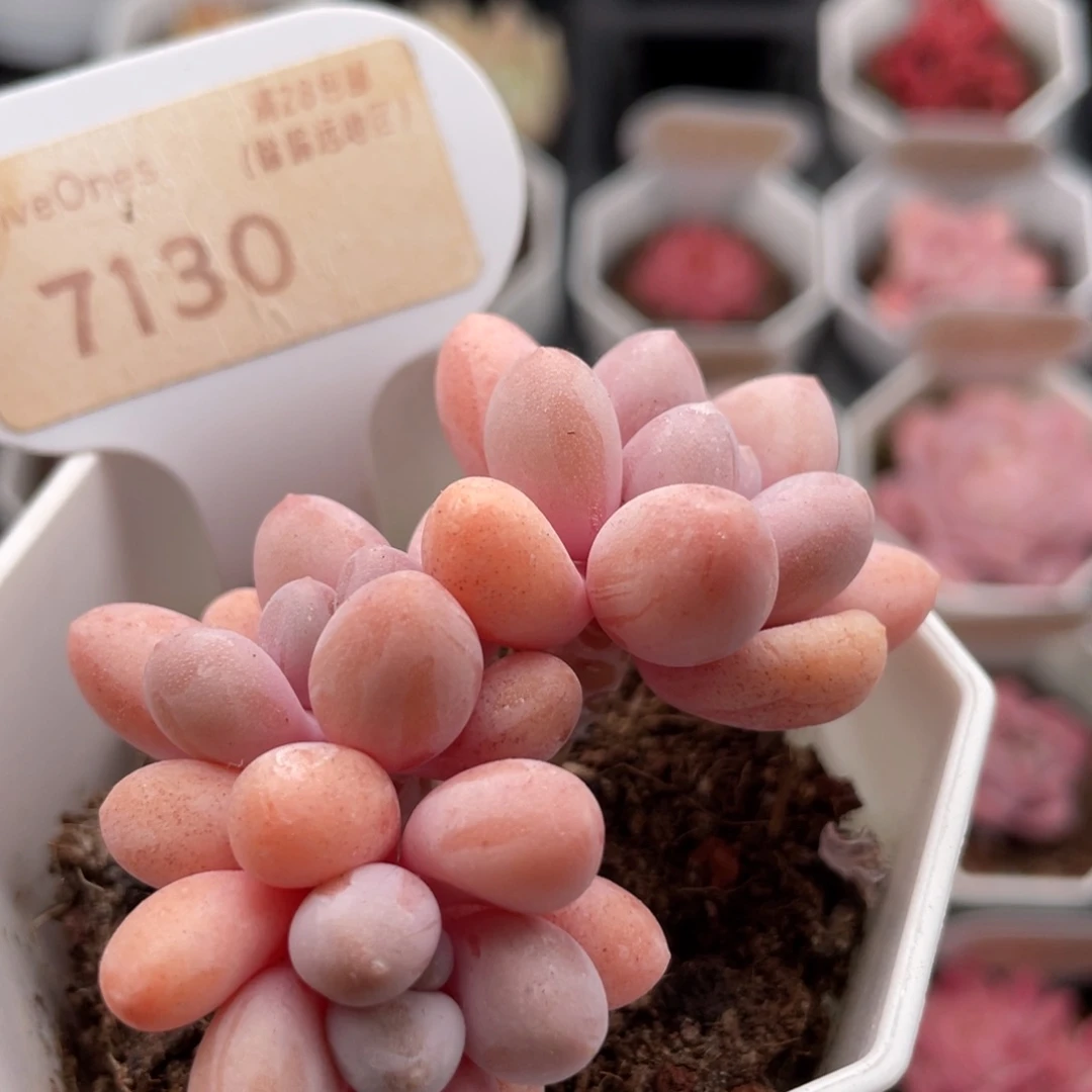 粉色恋人7130-6.0厘米