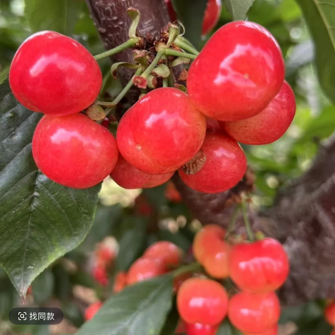 【散装】布鲁克斯樱桃中大果3J以上约1斤布鲁克斯