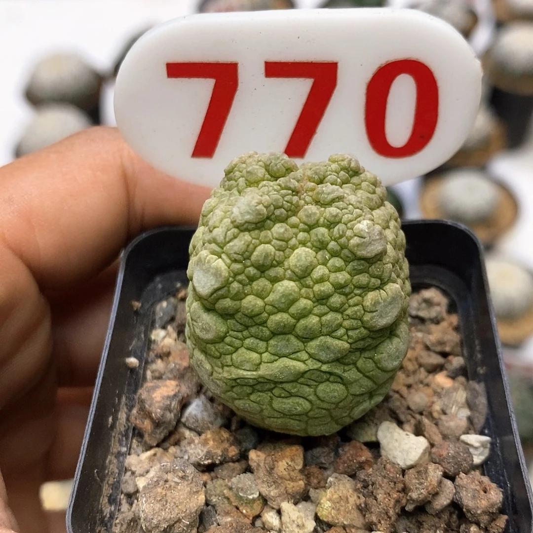 770福利特价来了哦亲
