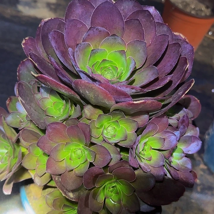 精品魅金玫瑰捧花亏本福利