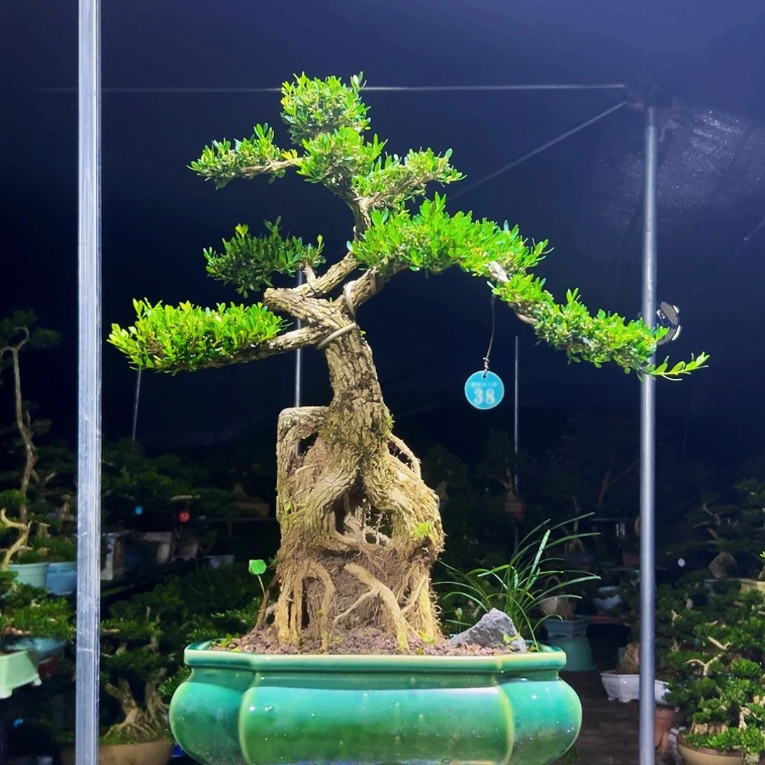 无花朵黄杨木