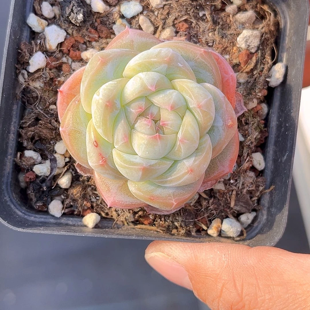 160  新品珍妮 满18包邮