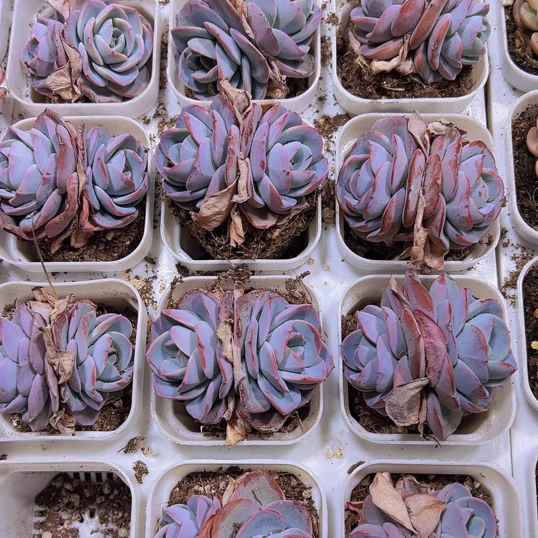 双头布鲁兰19包邮