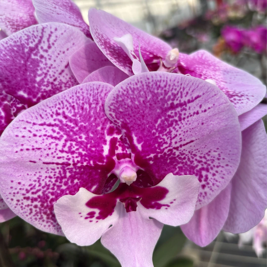 蝴蝶兰【1990】（乌龙茶） 掉一两朵花不售后介意勿拍