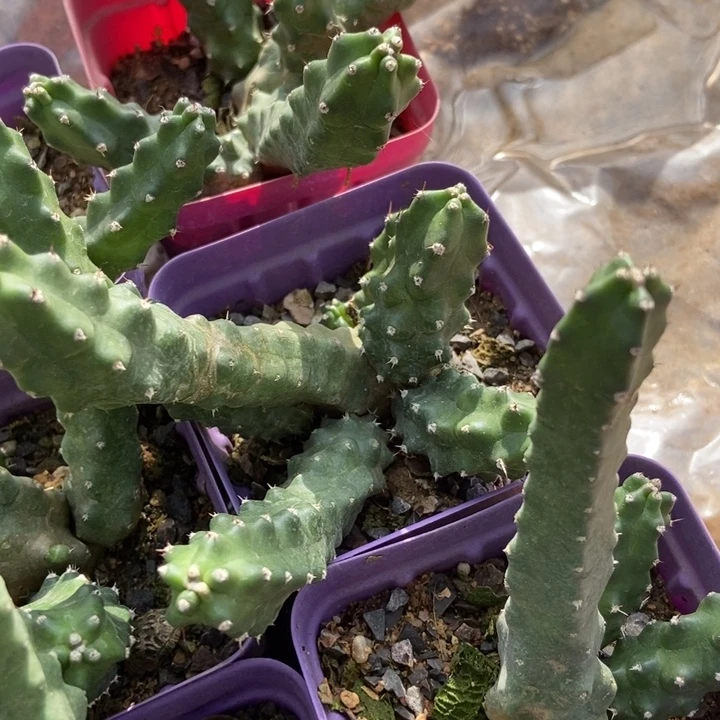 水仙晴朗一棵多侧芽