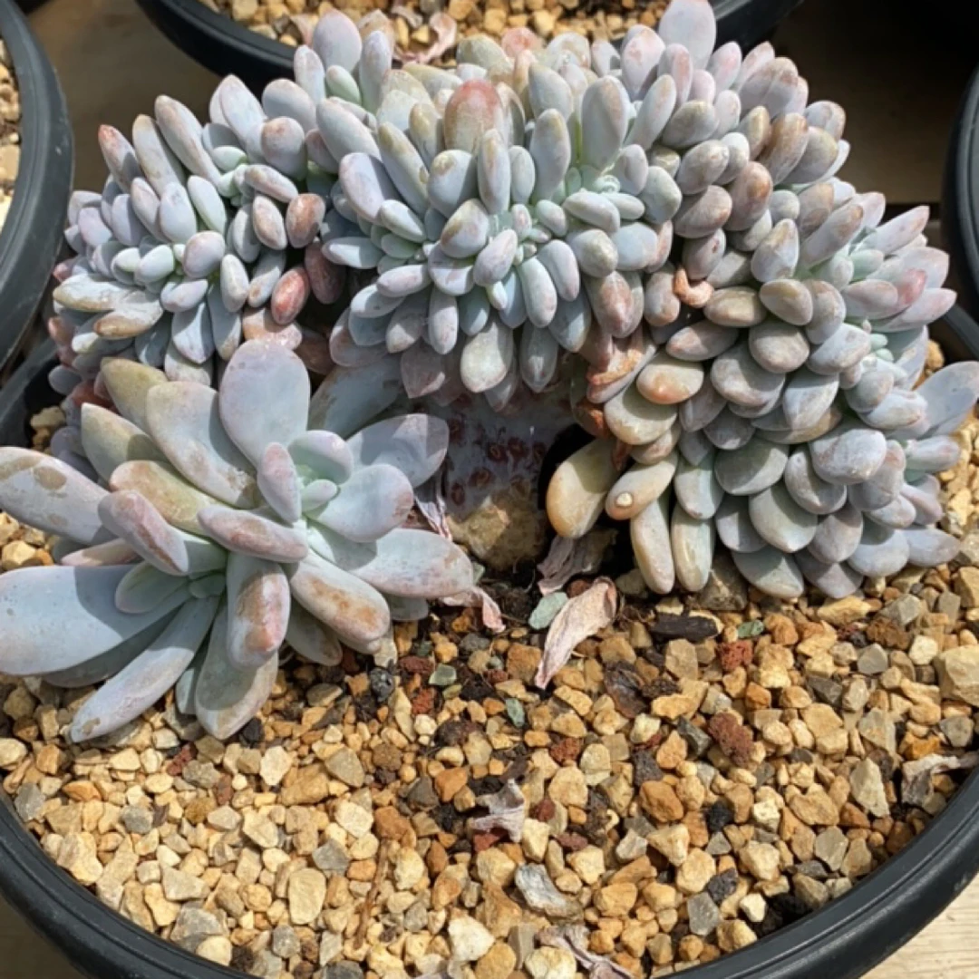 粉兔树缀22cm。。。